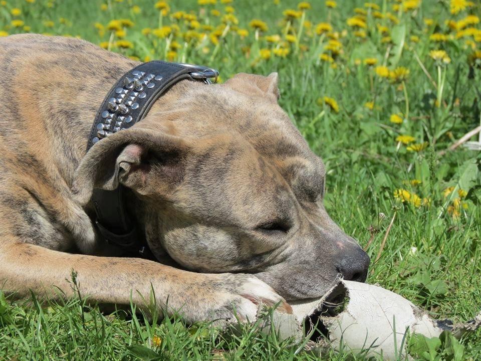 Dogo canario Wilma billede 10