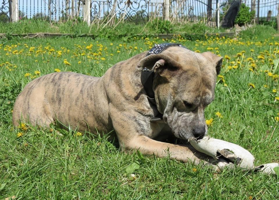 Dogo canario Wilma billede 11