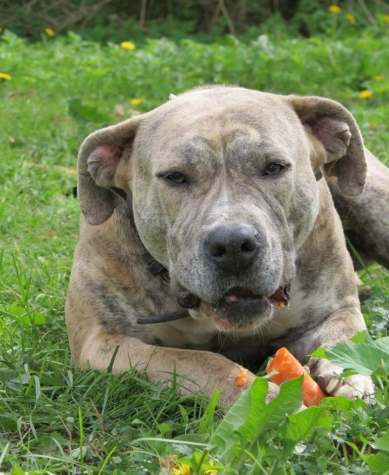 Dogo canario Wilma billede 12