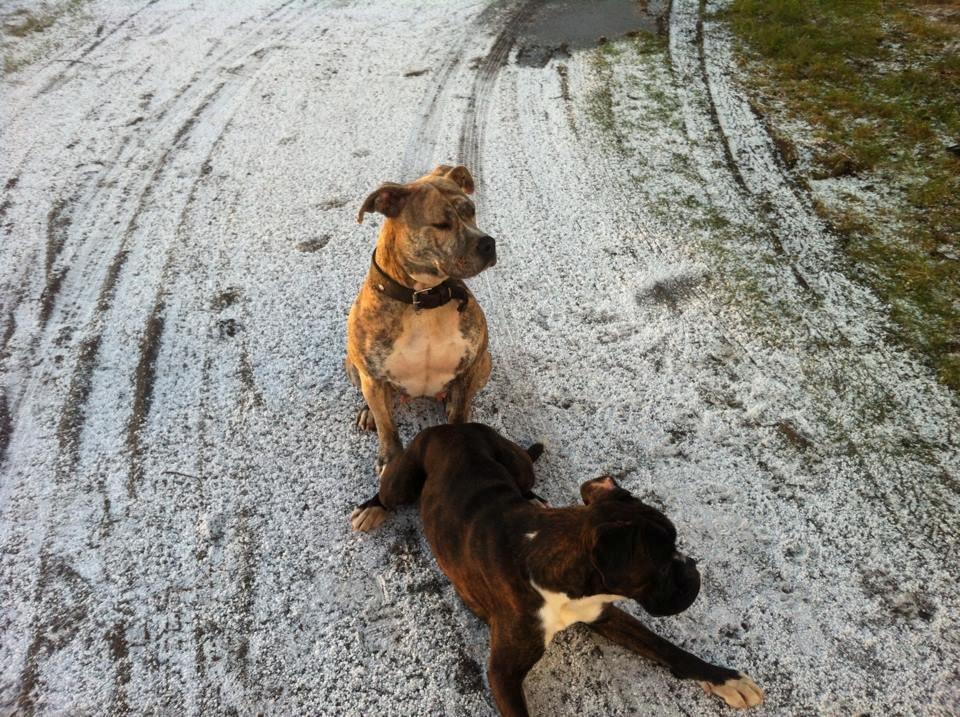 Dogo canario Wilma - Wilma & Tidl. hund Zippo billede 13