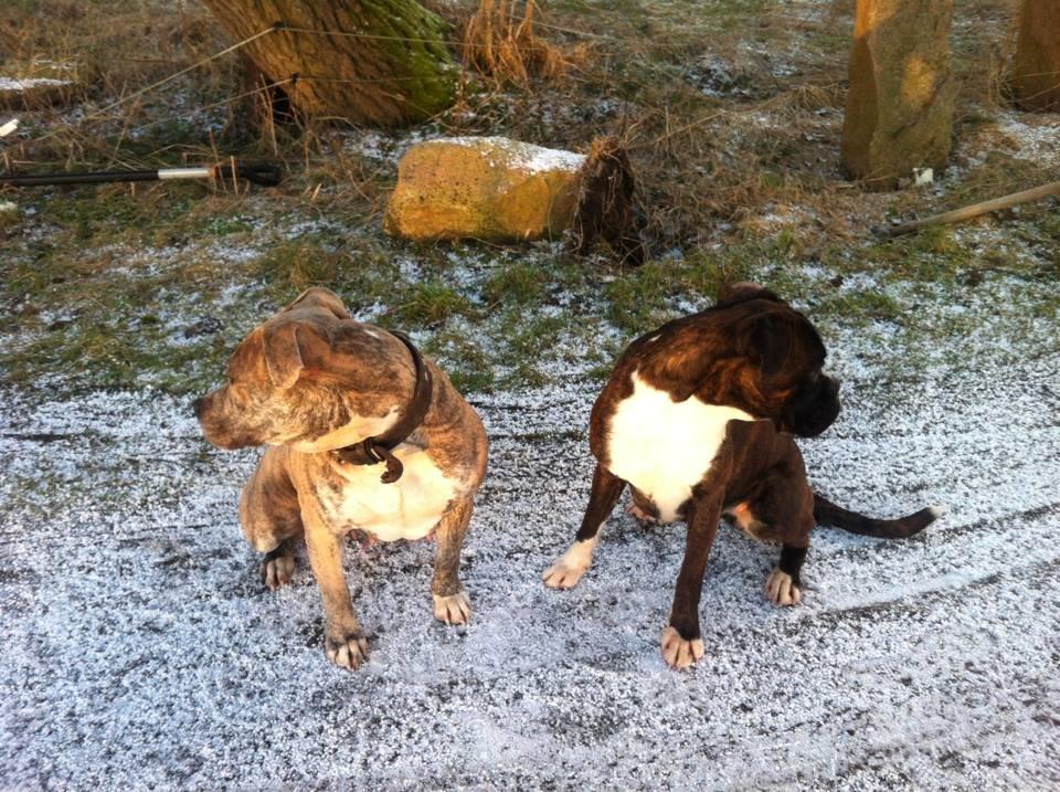 Dogo canario Wilma - Ditto billede 14