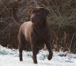 Labrador retriever Frida billede 1