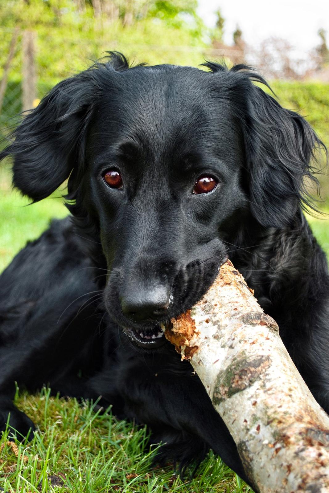 Labrador retriever / Flat coat - Bella - Velkommen til dejlige Bellas profil ! billede 1