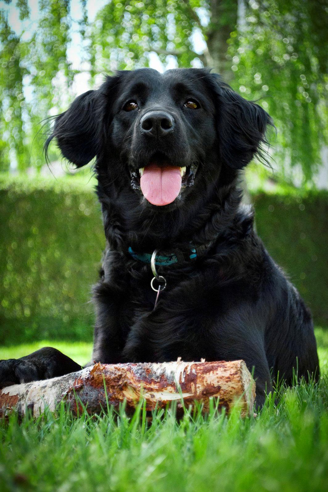 Labrador retriever / Flat coat - Bella billede 19