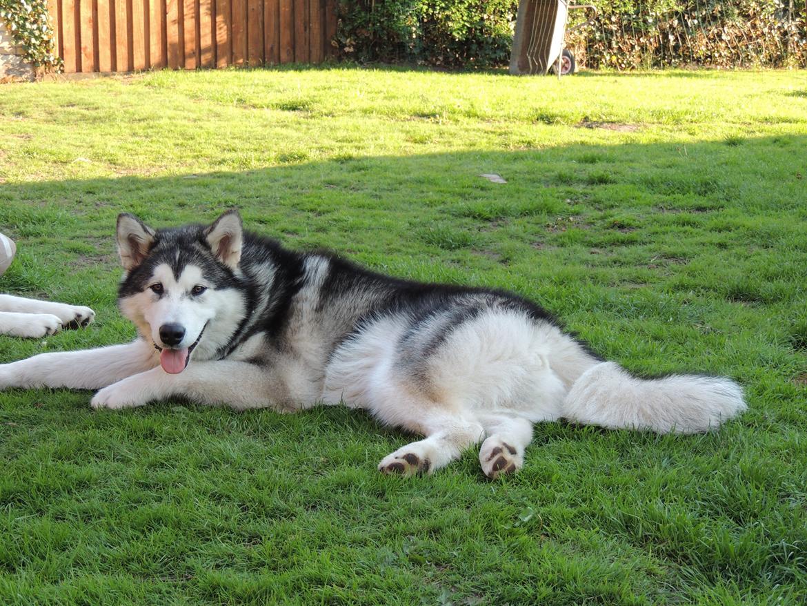 Alaskan malamute Zeus - Næsten 6 mdr gammel billede 7