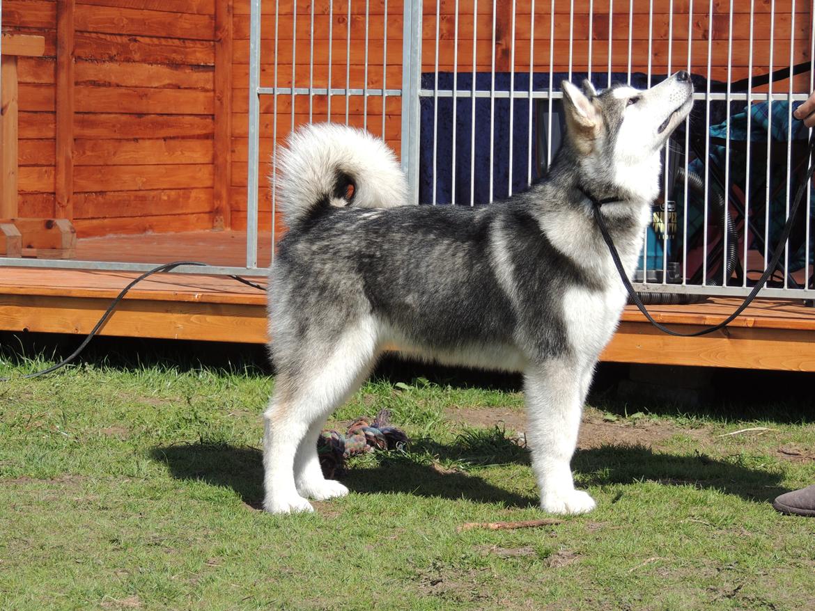 Alaskan malamute Zeus billede 8