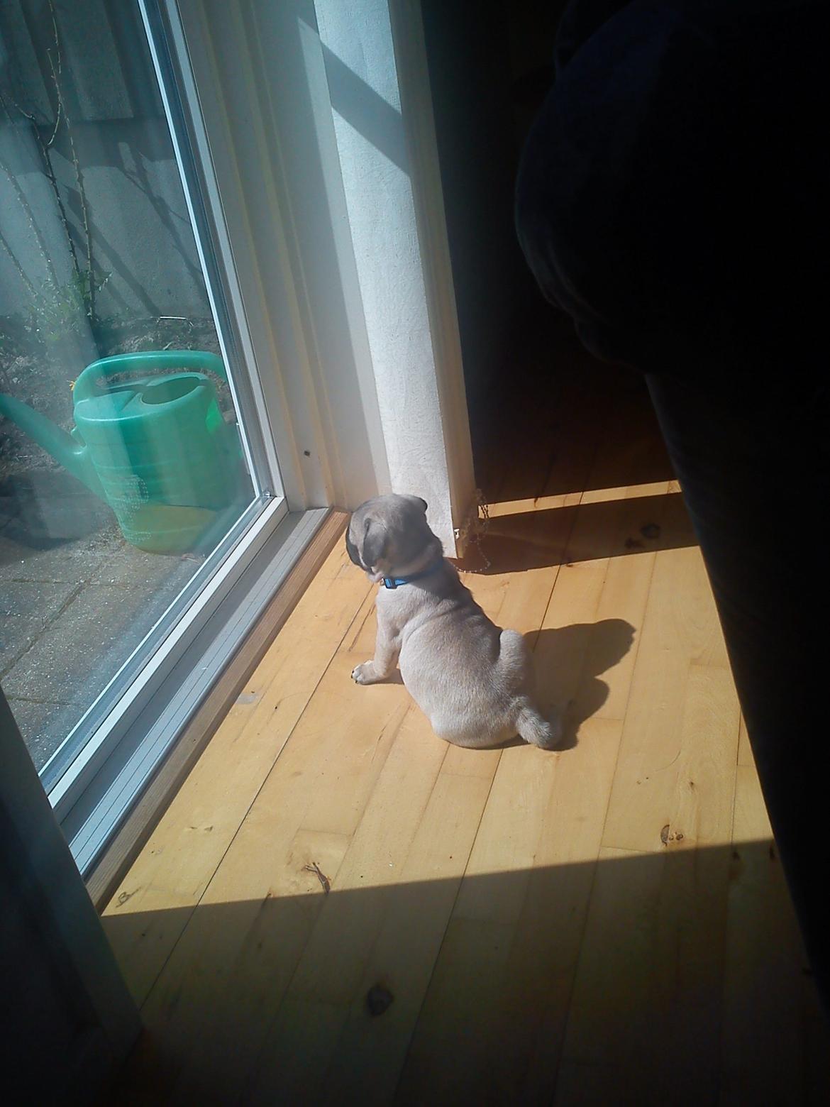 Mops Danitas Møffe billede 1