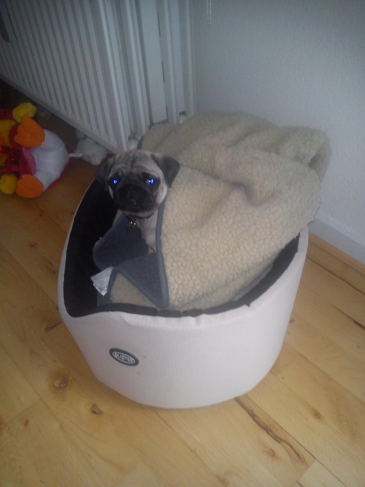 Mops Danitas Møffe billede 2