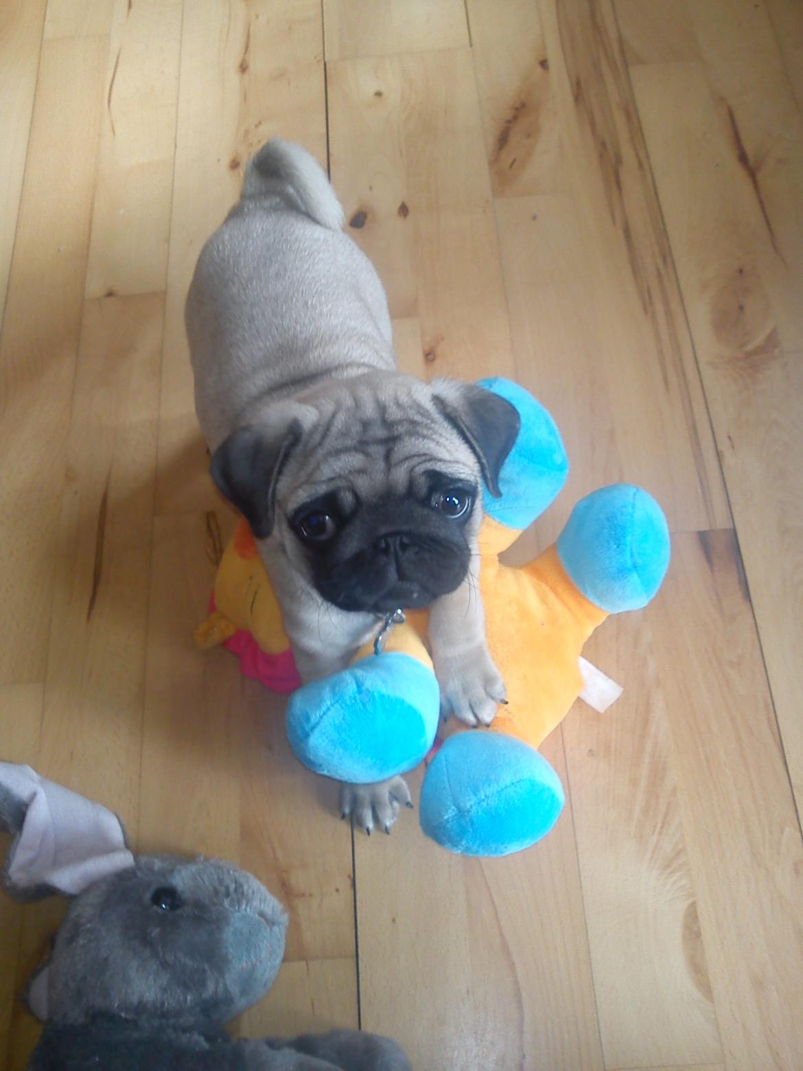 Mops Danitas Møffe billede 3