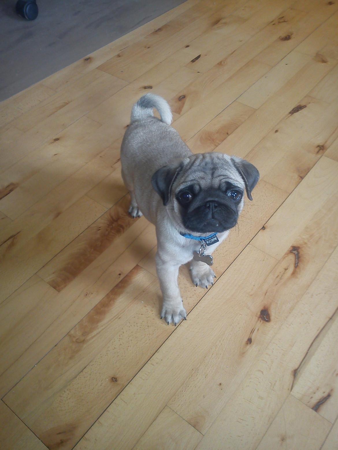 Mops Danitas Møffe billede 4