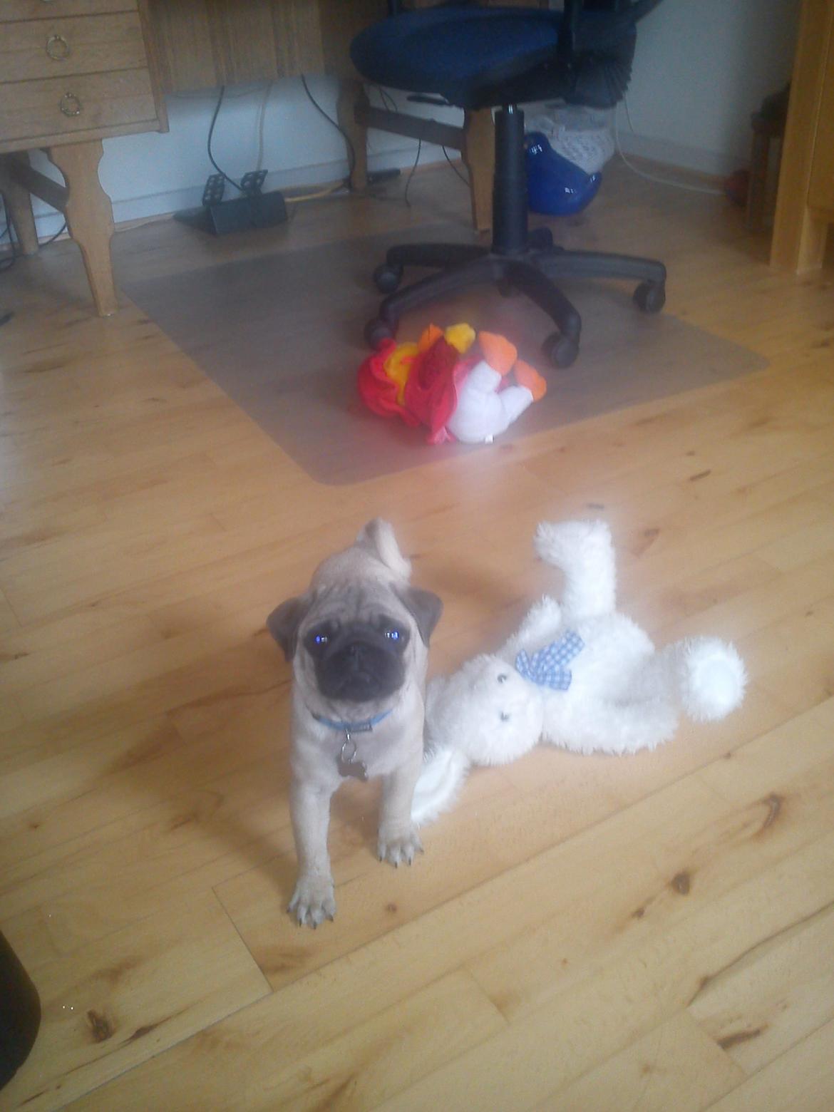 Mops Danitas Møffe billede 5