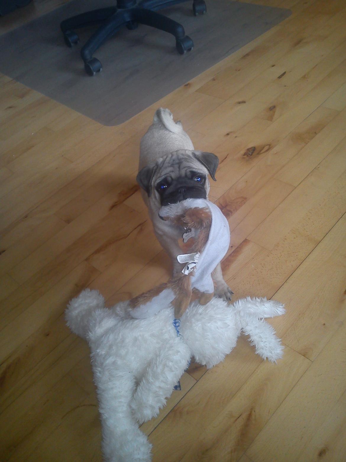 Mops Danitas Møffe billede 6