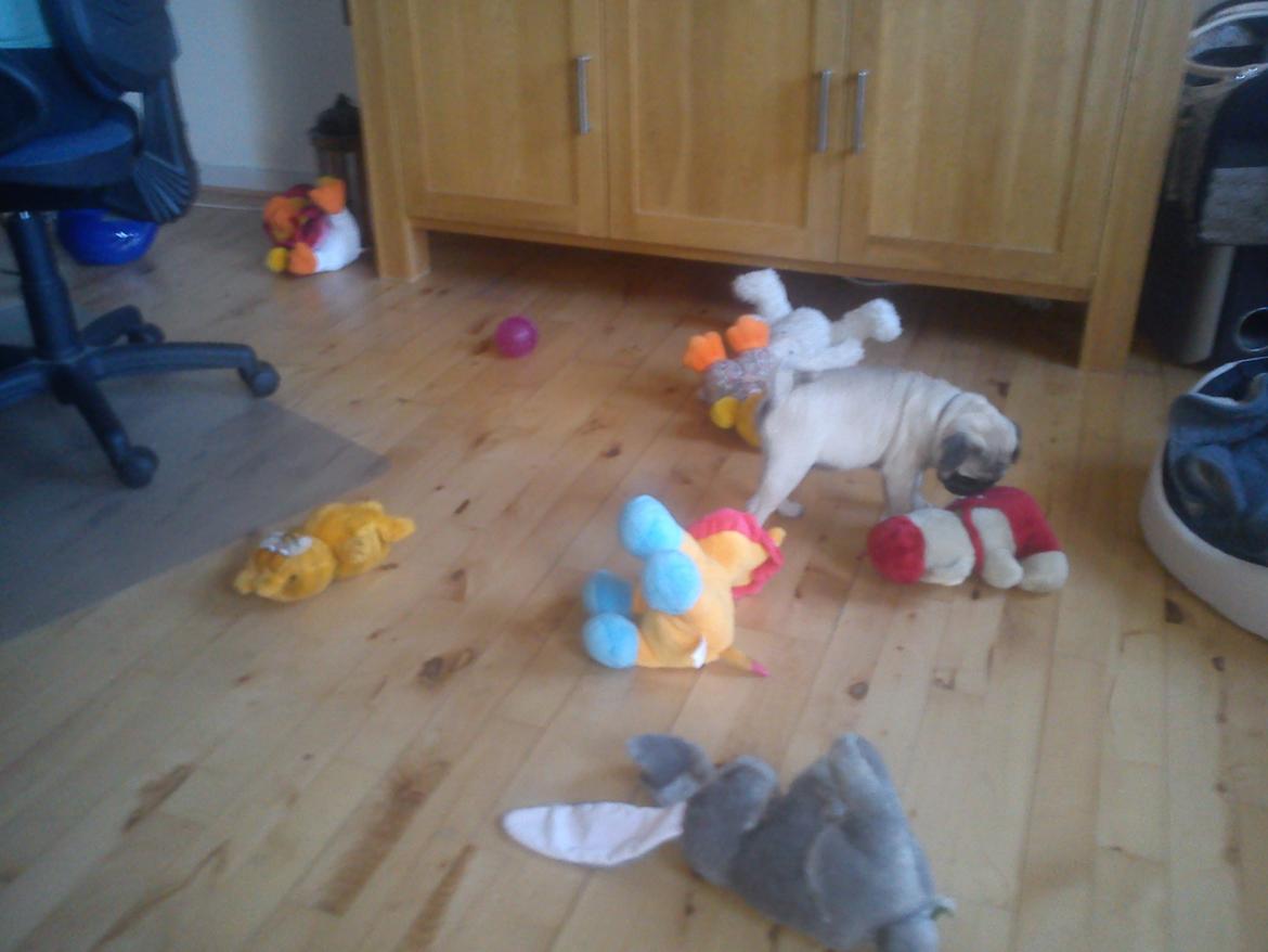 Mops Danitas Møffe billede 7