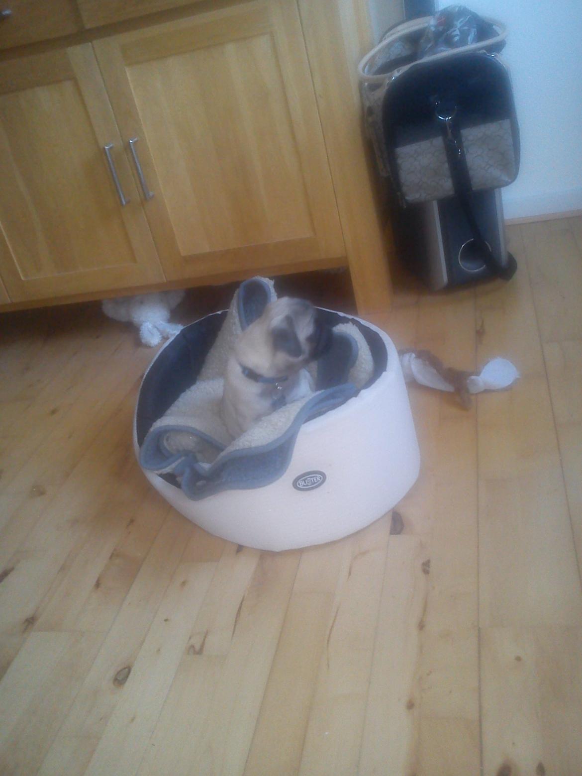 Mops Danitas Møffe billede 8