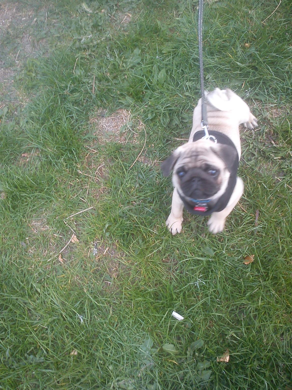 Mops Danitas Møffe billede 9