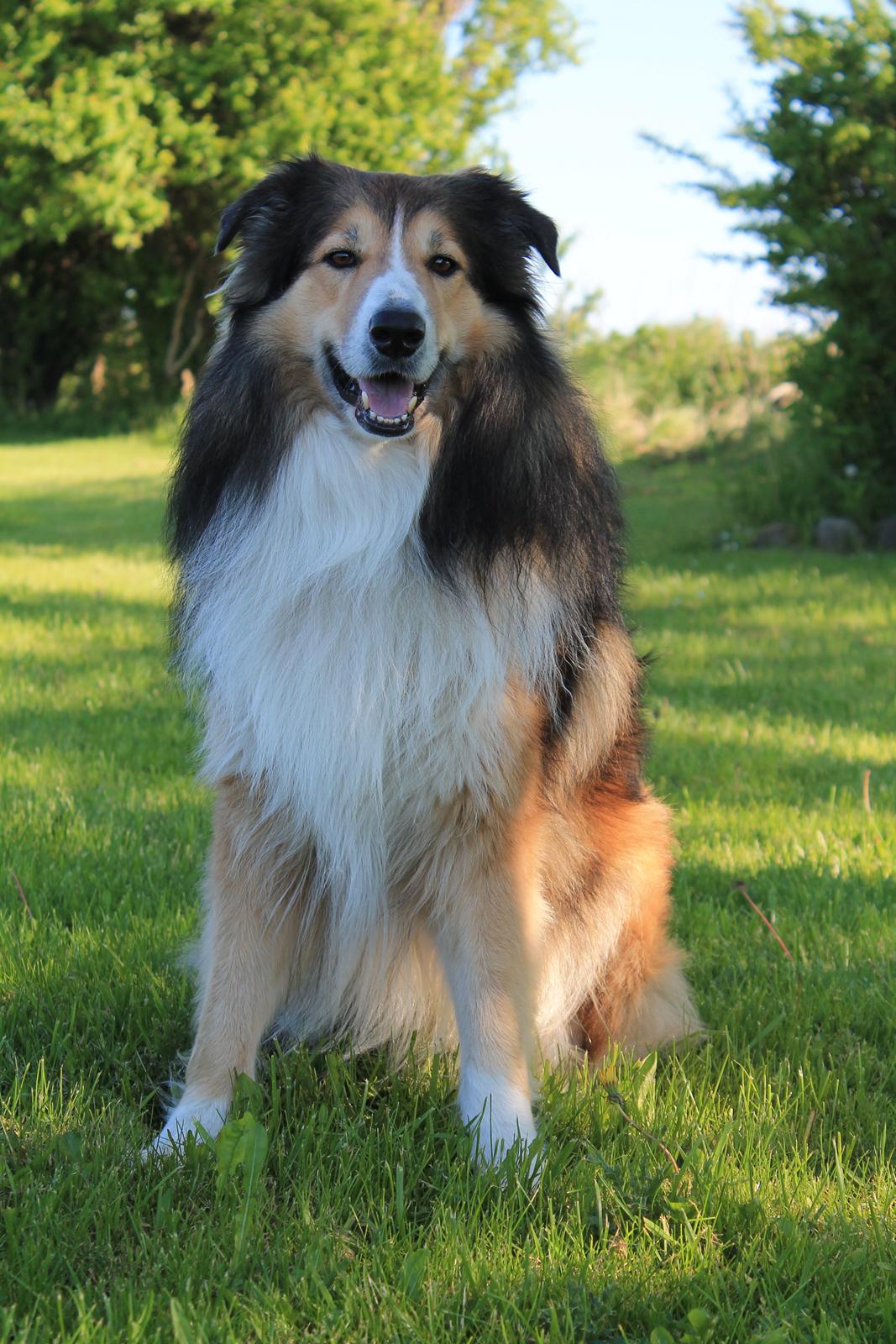 Blanding af racer ~ Chester billede 5