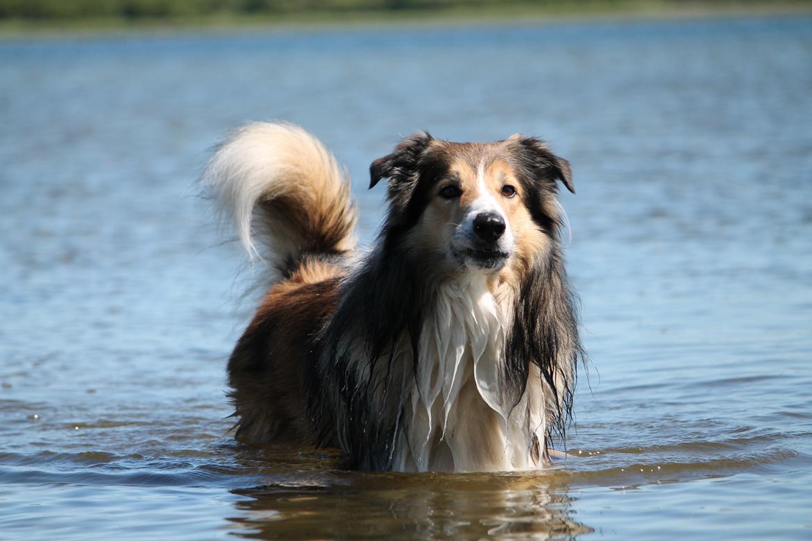 Blanding af racer ~ Chester billede 6