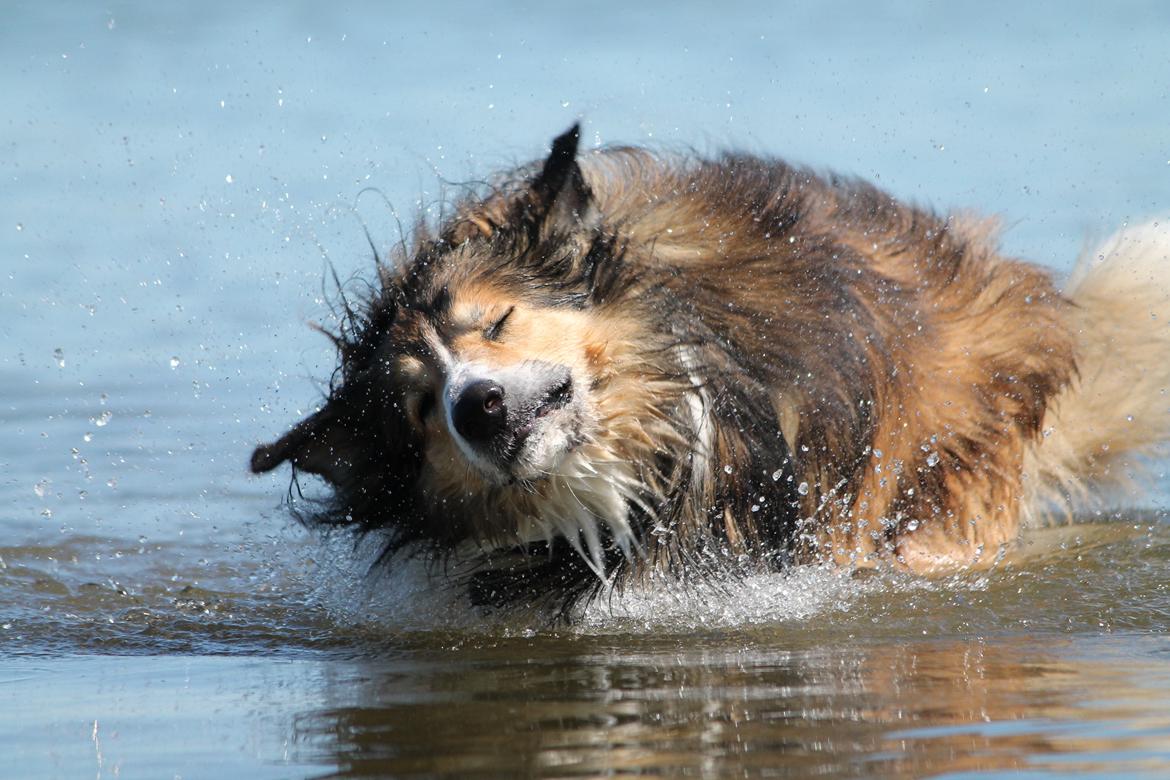 Blanding af racer ~ Chester billede 7