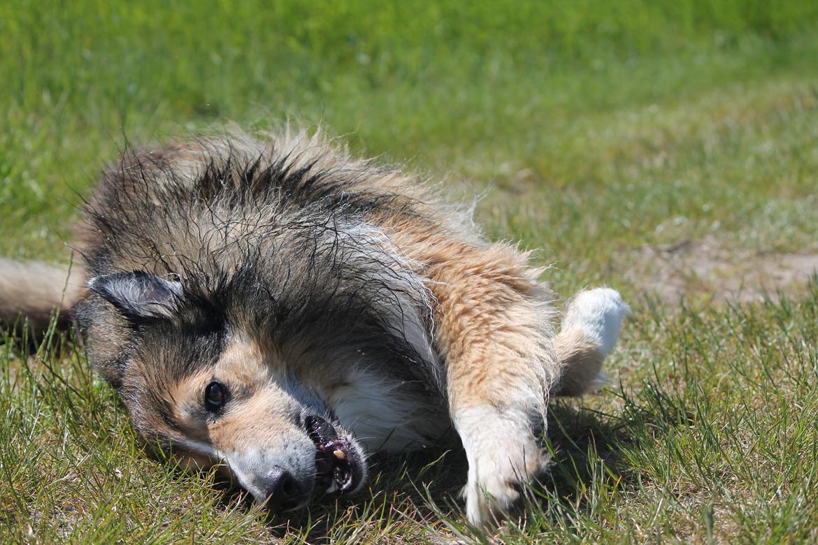 Blanding af racer ~ Chester billede 8