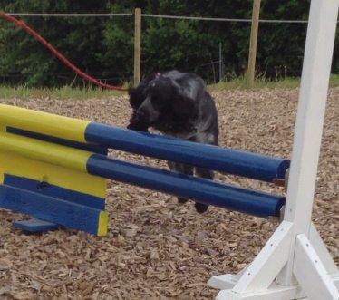 Cocker spaniel Silke - silke springer billede 16