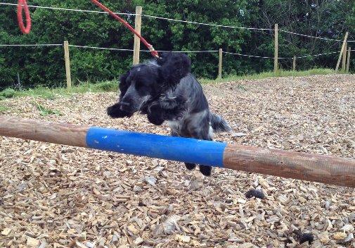 Cocker spaniel Silke - søde silkemus billede 17