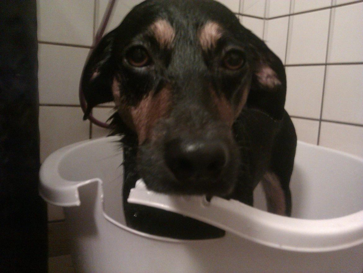 Blanding af racer Lilo - øv! det er ikke sjovt at være i bad :( billede 19