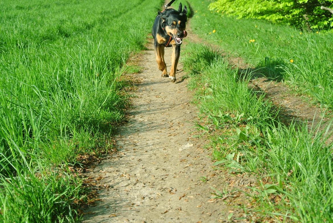 Blanding af racer Lilo - Her kommer jeg billede 5