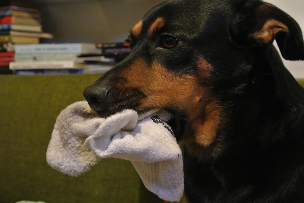 Blanding af racer Lilo - Lækkert med en sok i munden  billede 1