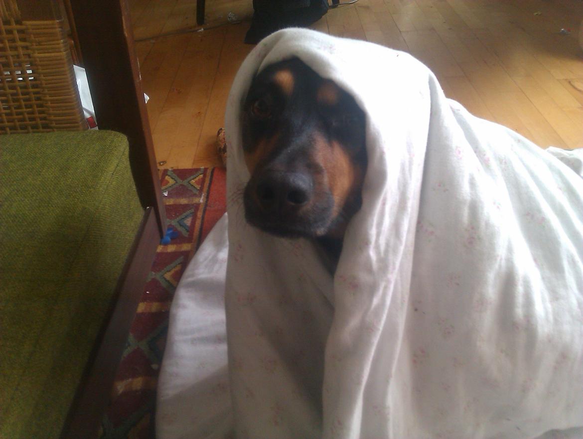 Blanding af racer Lilo - Dynehund ;) billede 20