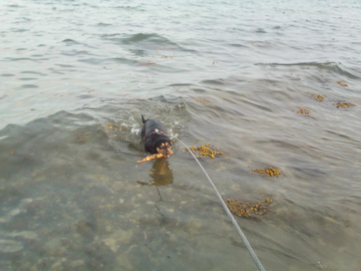 Blanding af racer Lilo - Vandhund  billede 3