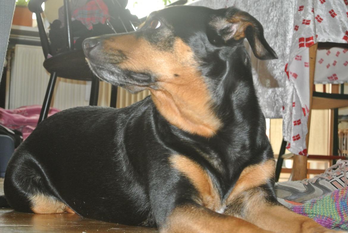 Blanding af racer Lilo billede 4