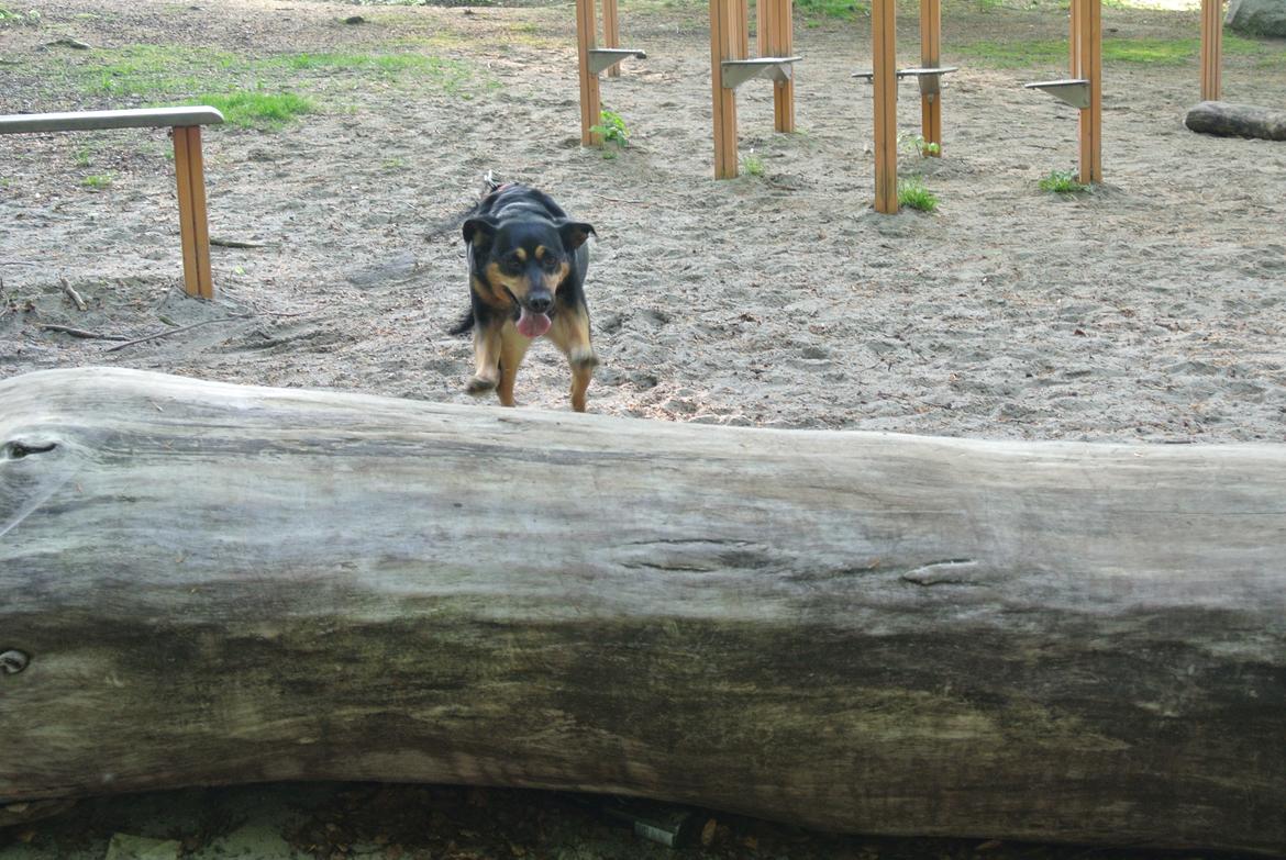 Blanding af racer Lilo billede 2