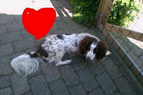 Blanding af racer Moly * Springer Spanier* billede 1