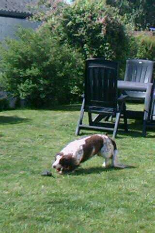 Blanding af racer Moly * Springer Spanier* billede 2