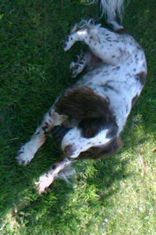 Blanding af racer Moly * Springer Spanier* billede 3