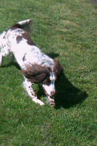 Blanding af racer Moly * Springer Spanier* billede 4