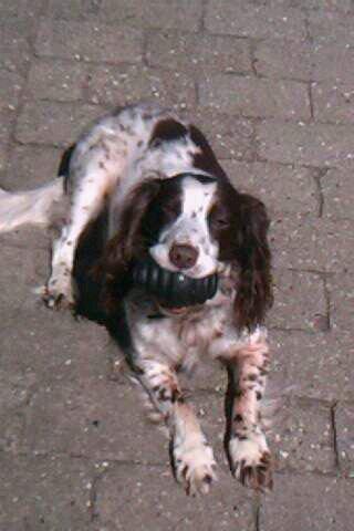 Blanding af racer Moly * Springer Spanier* billede 5