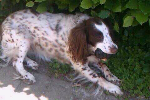 Blanding af racer Moly * Springer Spanier* billede 6