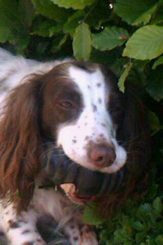 Blanding af racer Moly * Springer Spanier* billede 7