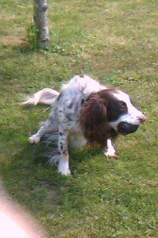 Blanding af racer Moly * Springer Spanier* billede 8