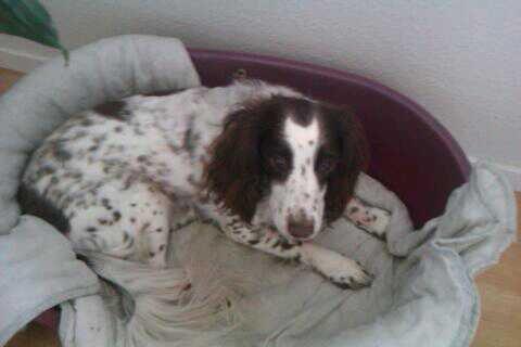 Blanding af racer Moly * Springer Spanier* billede 9