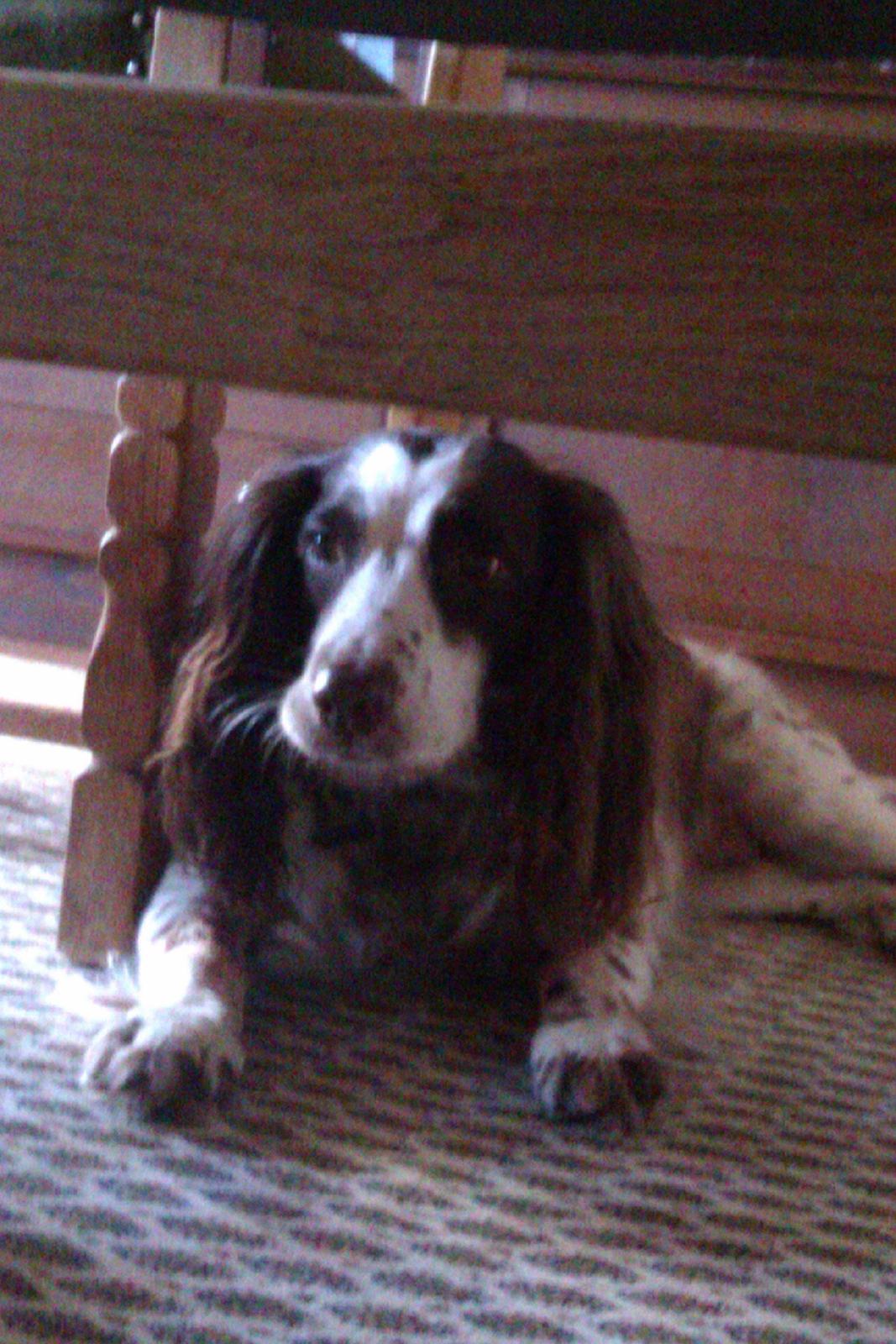 Blanding af racer Moly * Springer Spanier* billede 10