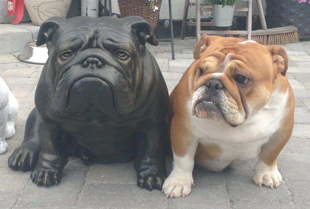 Engelsk bulldog Walborg billede 1