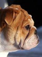 Engelsk bulldog Walborg billede 2