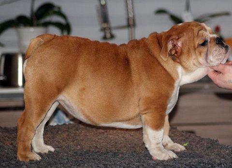 Engelsk bulldog Walborg billede 3