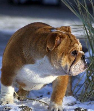 Engelsk bulldog Walborg billede 4