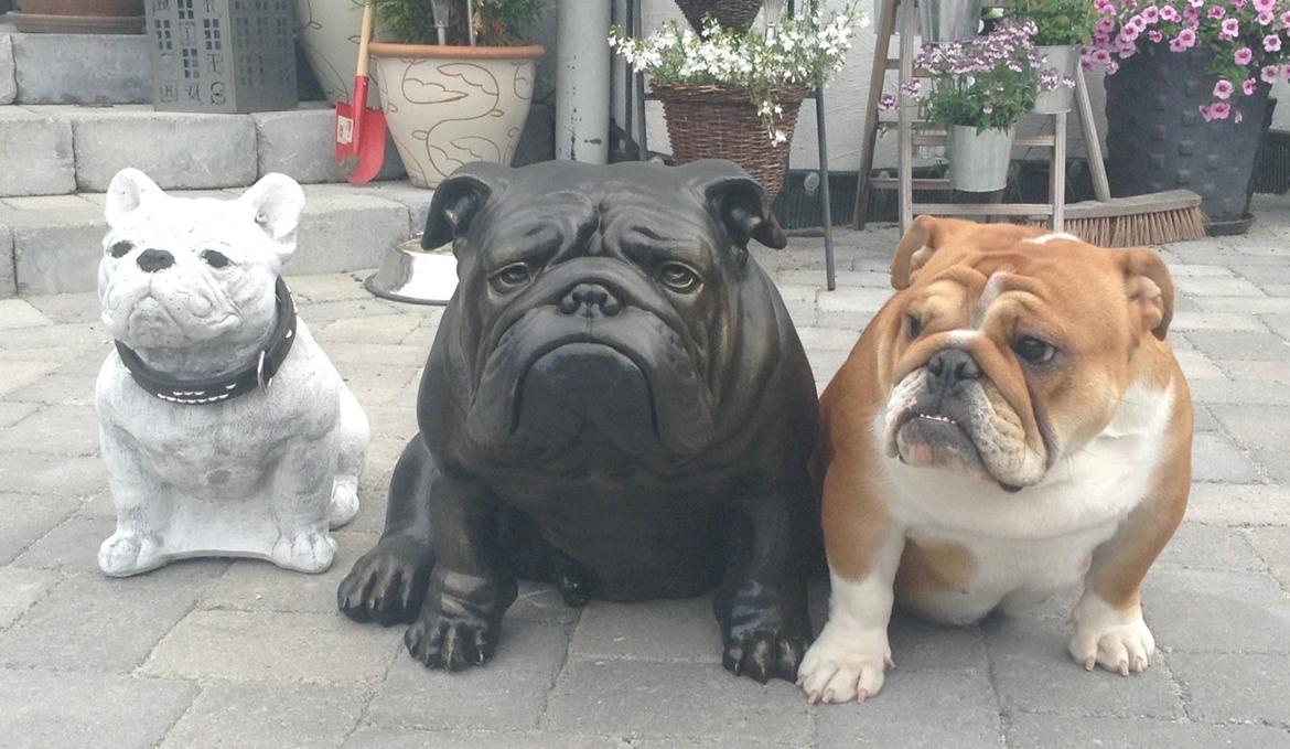 Engelsk bulldog Walborg billede 5