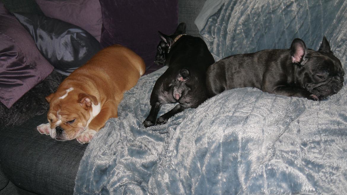 Engelsk bulldog Walborg billede 6