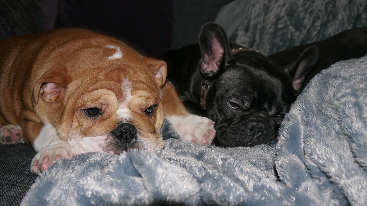 Engelsk bulldog Walborg billede 7