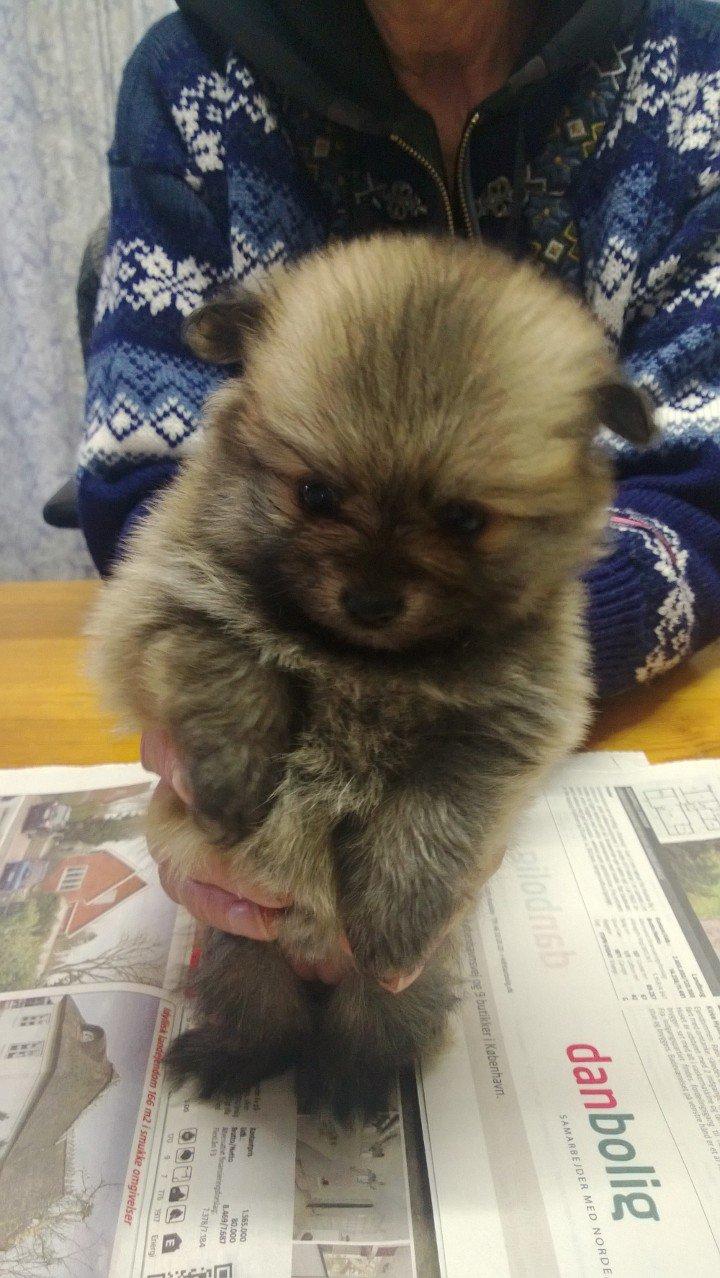 Pomeranian Topsy´s Carla billede 23